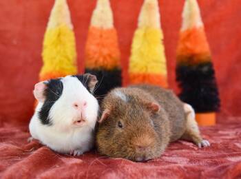 Rescue Guinea Pig Guinea Pigs for Adoption in Walnut Grove, California - Meeko And Teddy | PetCurious